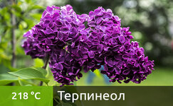 terpineol__9MHa9eM3wLFgaT9m.jpg