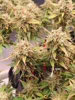 IMG_20250926_233838.jpg IMG_20250926_233838.jpg