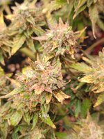 IMG_20250926_234106.jpg IMG_20250926_234106.jpg