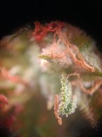 IMG20250927093209.jpg IMG20250927093209.jpg