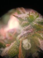 IMG20250927093123.jpg IMG20250927093123.jpg