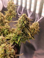 IMG20250927163733.jpg IMG20250927163733.jpg