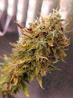 IMG20250929214907.jpg IMG20250929214907.jpg