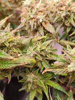 IMG20250929214142.jpg IMG20250929214142.jpg