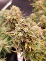 IMG20250929214914.jpg IMG20250929214914.jpg