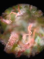 IMG20250929211853.jpg IMG20250929211853.jpg