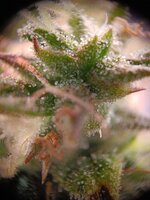 IMG20250929211821.jpg IMG20250929211821.jpg