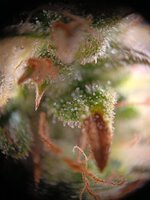 IMG20250929211816.jpg IMG20250929211816.jpg