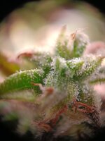 IMG20250929211724.jpg IMG20250929211724.jpg