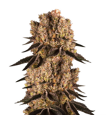 1759308639017.png 1759308639017.png