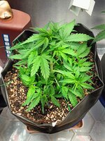 IMG20250822191634.jpg IMG20250822191634.jpg