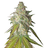 1760616011663.png 1760616011663.png