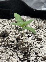 IMG_3555.jpeg IMG_3555.jpeg