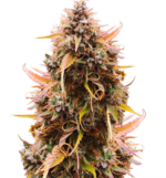 1760959104721.png 1760959104721.png