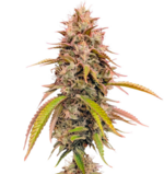 1760959121529.png 1760959121529.png