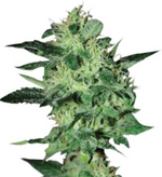 1761041326782.png 1761041326782.png