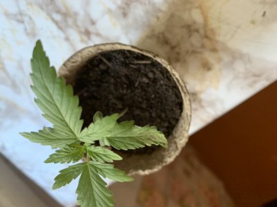 7053BB9C-0339-410B-8D81-2AEB3B0EA838.jpeg 7053BB9C-0339-410B-8D81-2AEB3B0EA838.jpeg