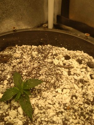 IMG_20220513_184634.jpg IMG_20220513_184634.jpg