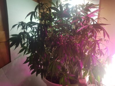 20220517_183109_optimized.jpg 20220517_183109_optimized.jpg