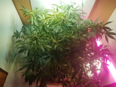 20220517_183023_optimized.jpg 20220517_183023_optimized.jpg