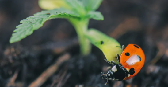 1652870141236.png 1652870141236.png