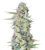 1761311491474.png 1761311491474.png