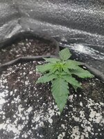 IMG_20251027_122047.jpg IMG_20251027_122047.jpg