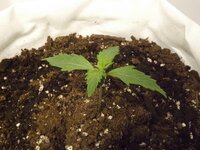 DSCF3383.JPG DSCF3383.JPG