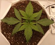 DSCF3397.JPG DSCF3397.JPG