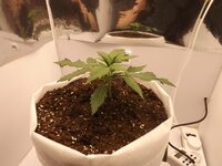 DSCF3398.JPG DSCF3398.JPG