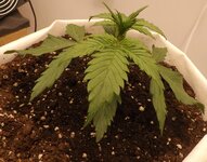 DSCF3401.JPG DSCF3401.JPG