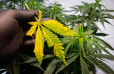 1762541804086.png 1762541804086.png