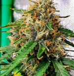 1762623296614.png 1762623296614.png