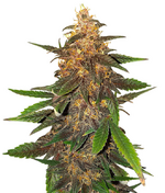 1762626536238.png 1762626536238.png