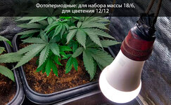 fotoperiodnye__LUu1yxZR1vjTEcYk.jpg