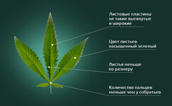 Ruderalis__Tcb0sznBnSwjodGu.jpg Ruderalis__Tcb0sznBnSwjodGu.jpg