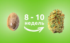 skolko-vremeni-trebuetsya-avtocvetushchej-konople-dlya-polnogo-sozrevaniya__tcGohTellgej04rY.jpg