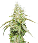 1763921296920.png 1763921296920.png