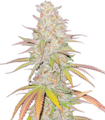 1764439541387.png 1764439541387.png