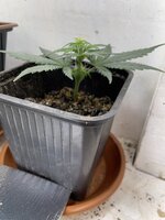 IMG_1760.jpeg IMG_1760.jpeg