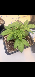 IMG_3206.png IMG_3206.png