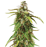 1764600804751.png 1764600804751.png