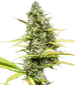 1764600830208.png 1764600830208.png