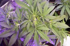 DSC08756.JPG DSC08756.JPG