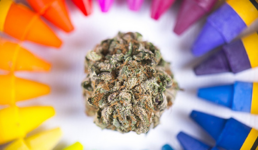 1764751544439.png 1764751544439.png