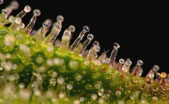 chto-takoe-smola-konopli__r6y08bQ4mcsraVTa.jpg chto-takoe-smola-konopli__r6y08bQ4mcsraVTa.jpg