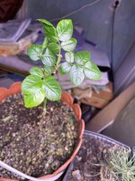 IMG_1826.jpeg IMG_1826.jpeg