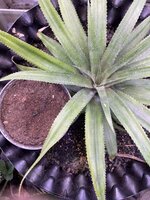 IMG_1827.jpeg IMG_1827.jpeg