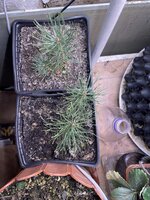 IMG_1828.jpeg IMG_1828.jpeg