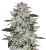 1764963450256.png 1764963450256.png